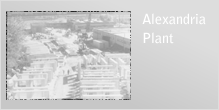 Alexandria Plant